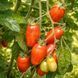 MATT&rsquo;S HORNET TOMATO