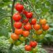 MEI WEI TOMATO