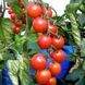 MEI WEI TOMATO