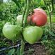 MIKADO SIBIRICO TOMATO