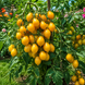 PIENNOLO DEL VESUVIO YELLOW TOMATO