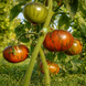 UPTOWN FUNK TOMATO