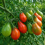 CHOCOLATE PEAR TOMATO