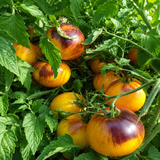 USSURI TIGER TOMATO