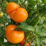 DWARF LOXTON LAD TOMATO
