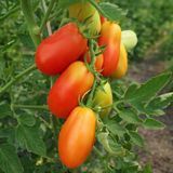 GOLITSYN TOMATO