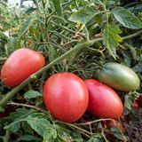 MARTA TOMATO