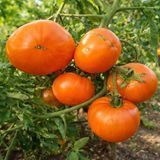 TEXAS TOMATO