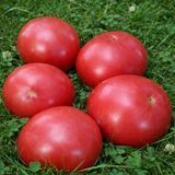 ZURAB KUHIANIDZE TOMATO