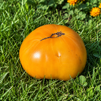 DWARF TANAGER TOMATO