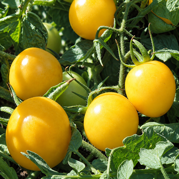 GHOST TOMATO