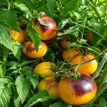 USSURI TIGER TOMATO