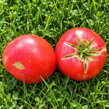 BRANDYWINE PAWER'S STRAIN TOMATO
