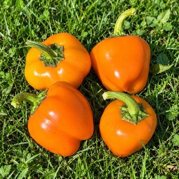MINIATURE YELLOW PEPPER