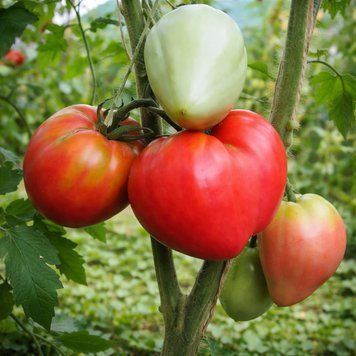 DOMES OF VOLGOGRAD SOPHIA TOMATO