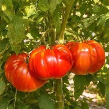 LUCCHESE TOMATO