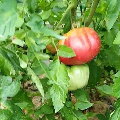 hoy-x-delicious-tomato-