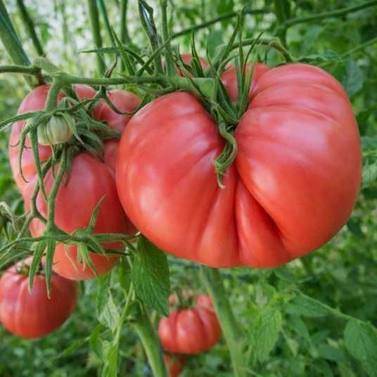 hoy-x-delicious-tomato-