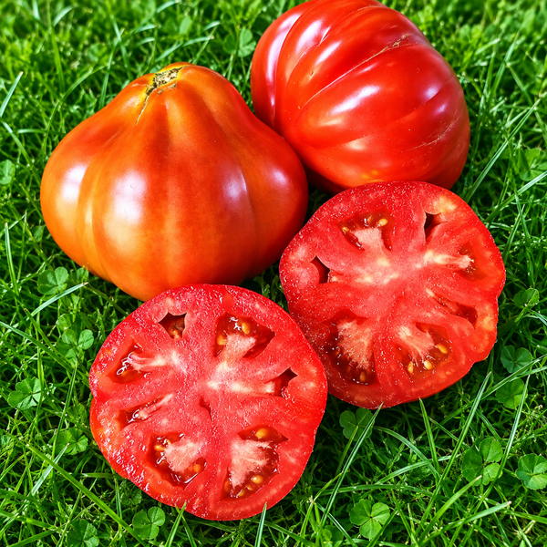 PERA D'ABRUZZO TOMATO