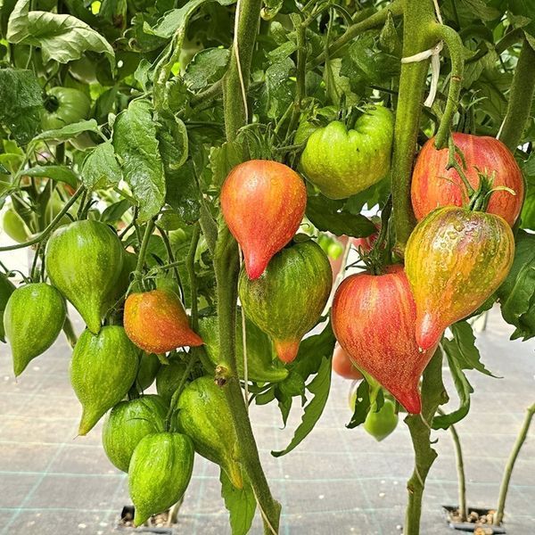 ОГНЕННАЯ КОМЕТА СОФИИ (FIRE COMET SOFIA) ТОМАТ