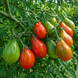 CHOCOLATE PEAR TOMATO