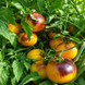USSURI TIGER TOMATO