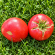 BRANDYWINE PAWER'S STRAIN TOMATO