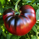 MAR AZUL TOMATO