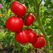 CANESTRINO ROSE FAMILIARE DI BUSCA TOMATO