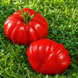 COȘUL ROȘU FAMILIAL DIN BUSCA (CANESTRINO ROSSO FAMILIARE DI BUSCA TOMATO) 2111G foto 3