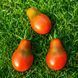 CHOCOLATE PEAR TOMATO