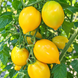 ЦИТРИНА (CITRINA) 0239 фото 1