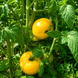 DWARF TANAGER TOMATO