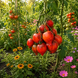 FIRE COMET SOFIA TOMATO