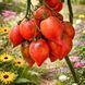 FIRE COMET SOFIA TOMATO