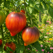 FIRE COMET SOFIA TOMATO