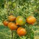 JARSON-1 TOMATO