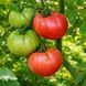 KRISTINA VATCEVA TOMATO