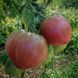 LONGHORN TOMATO