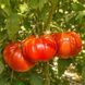 LUCCHESE TOMATO