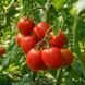 MATT D'IMPERIO TOMATO