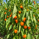 MINI BELL YELLOW PEPPER