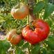 MORTGAGE LIFTER BICOLOR TOMATO