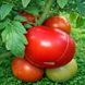 NORTHERN LIGHTS TOMATO