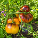 THORBURN'S TERRA COTTA TOMATO