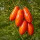 YELLOW TULIP TOMATO