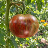 DWARF BLACK FIRE TOMATO
