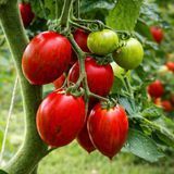 AMPEL RAMBLING RED STRIPED TOMATO