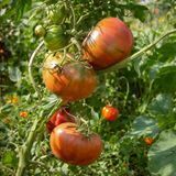 BLACK BEAR TOMATO