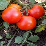CAMAL RED TOMATO
